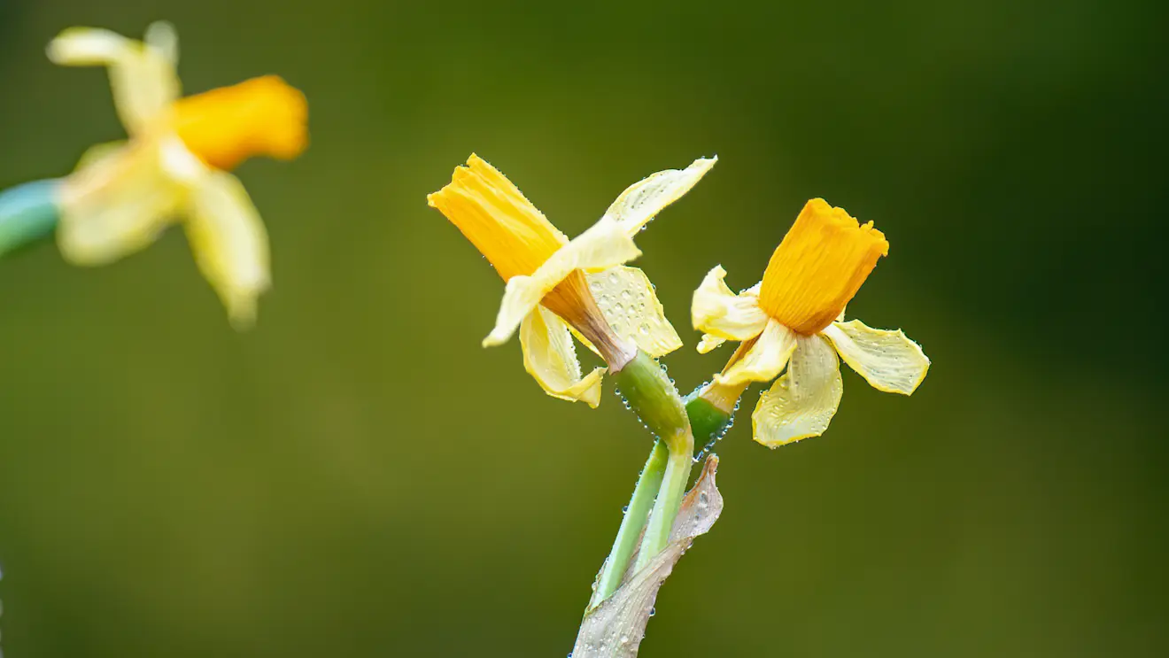 Lente in Zuidwest-Nederland, ook in februari - Simone Wiersma