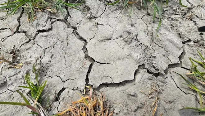 Barsten in de klei in Noordoost-Groningen wijzen op een toenemende droogte - Jannes Wiersema