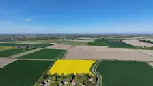 Een koolzaadveld in Groningen staat in bloei - Jannes Wiersema