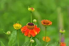 Zomer - Cynthia van Leusden