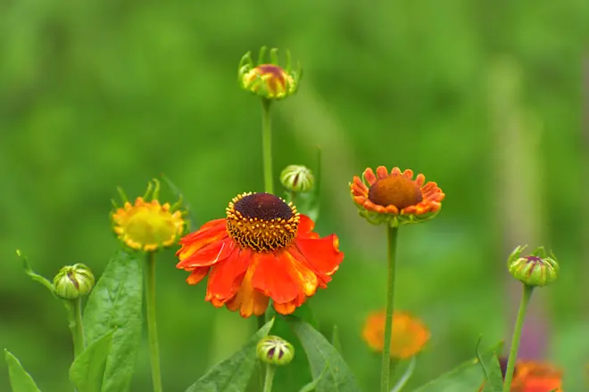Zomer - Cynthia van Leusden