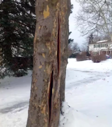 Een barst in een boom, veroorzaakt door plotselinge vorst - still uit video