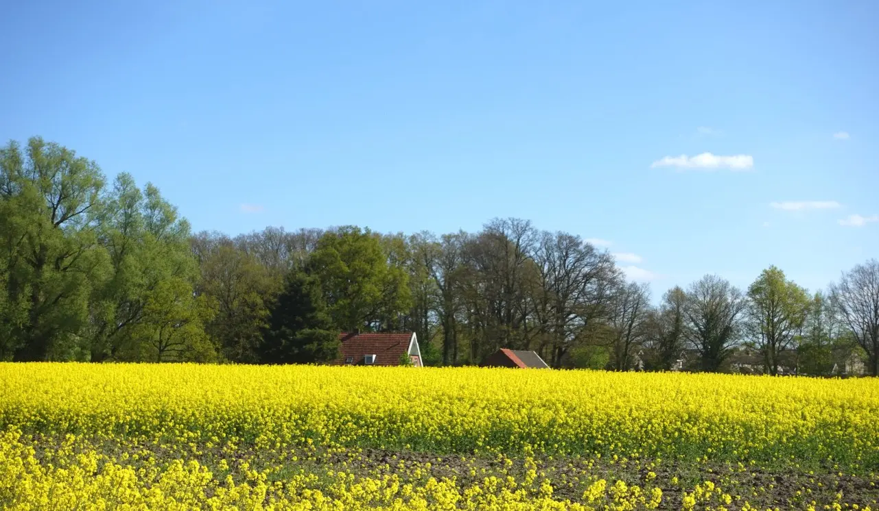 Lente in de omgeving van De Lutte - Tonny Morsink
