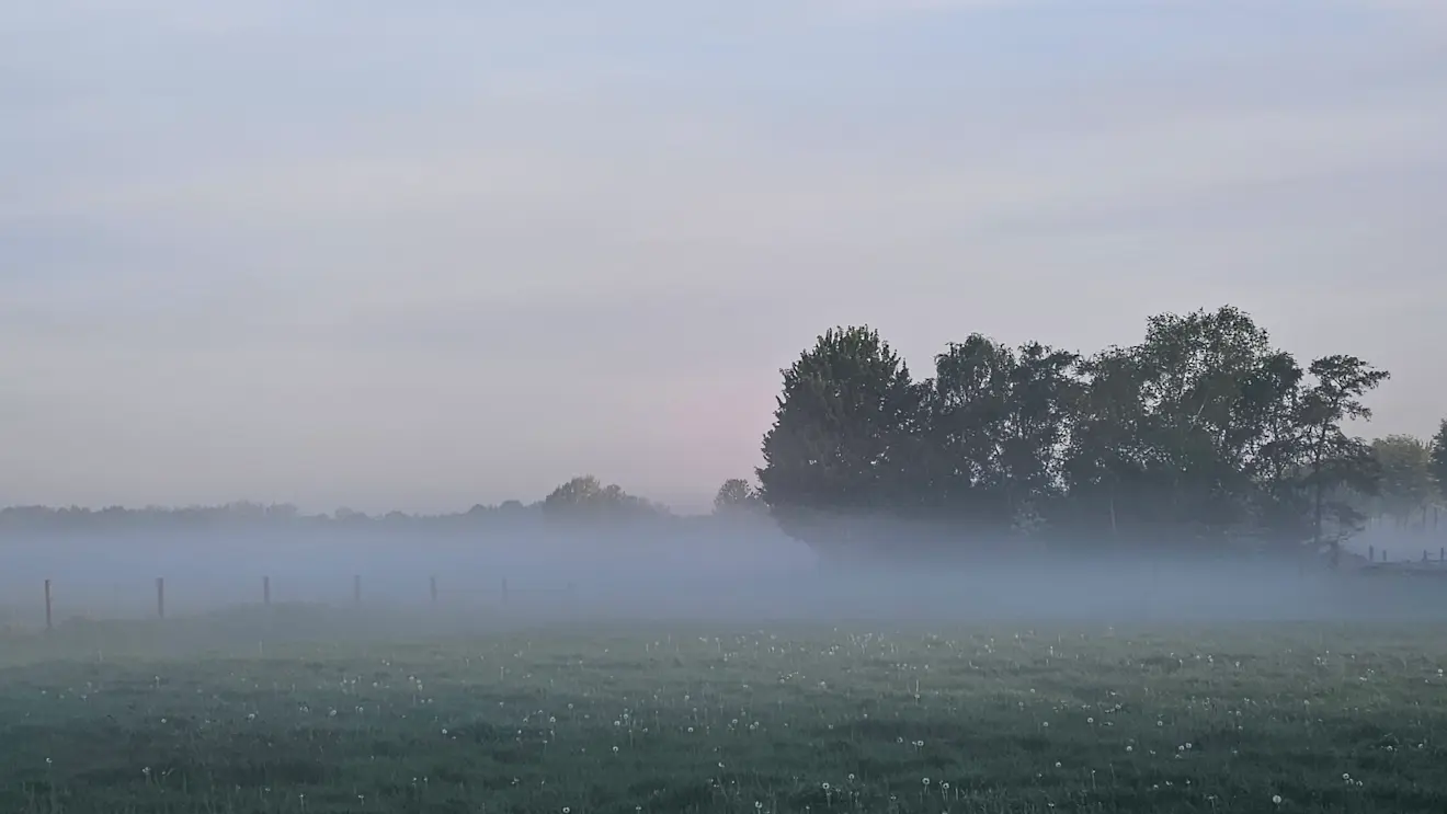 Ochtendmist - Nely van Frankenhuyzen.