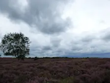In Hilversum viel op de heide vanochtend nog een beetje regen - Chris Meewis