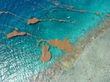 Kleinere velden met bruinwier op het water in de buurt van Puerto Rico - Elviajedejen