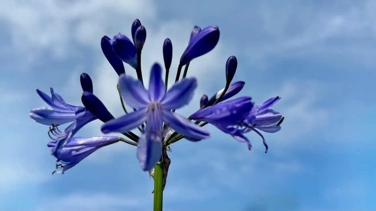 Bloemen en blauw - Jolanda Bakker