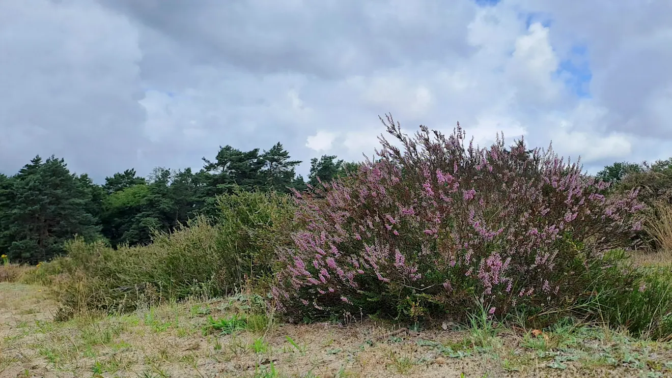 De heide bij Vierhouten begint te bloeien - Regina Vastenhout