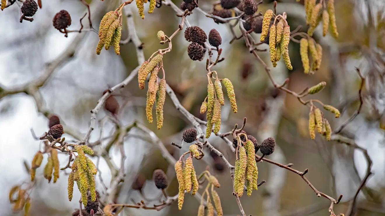 De Zwarte Els staat in bloei - Simone Wiersma