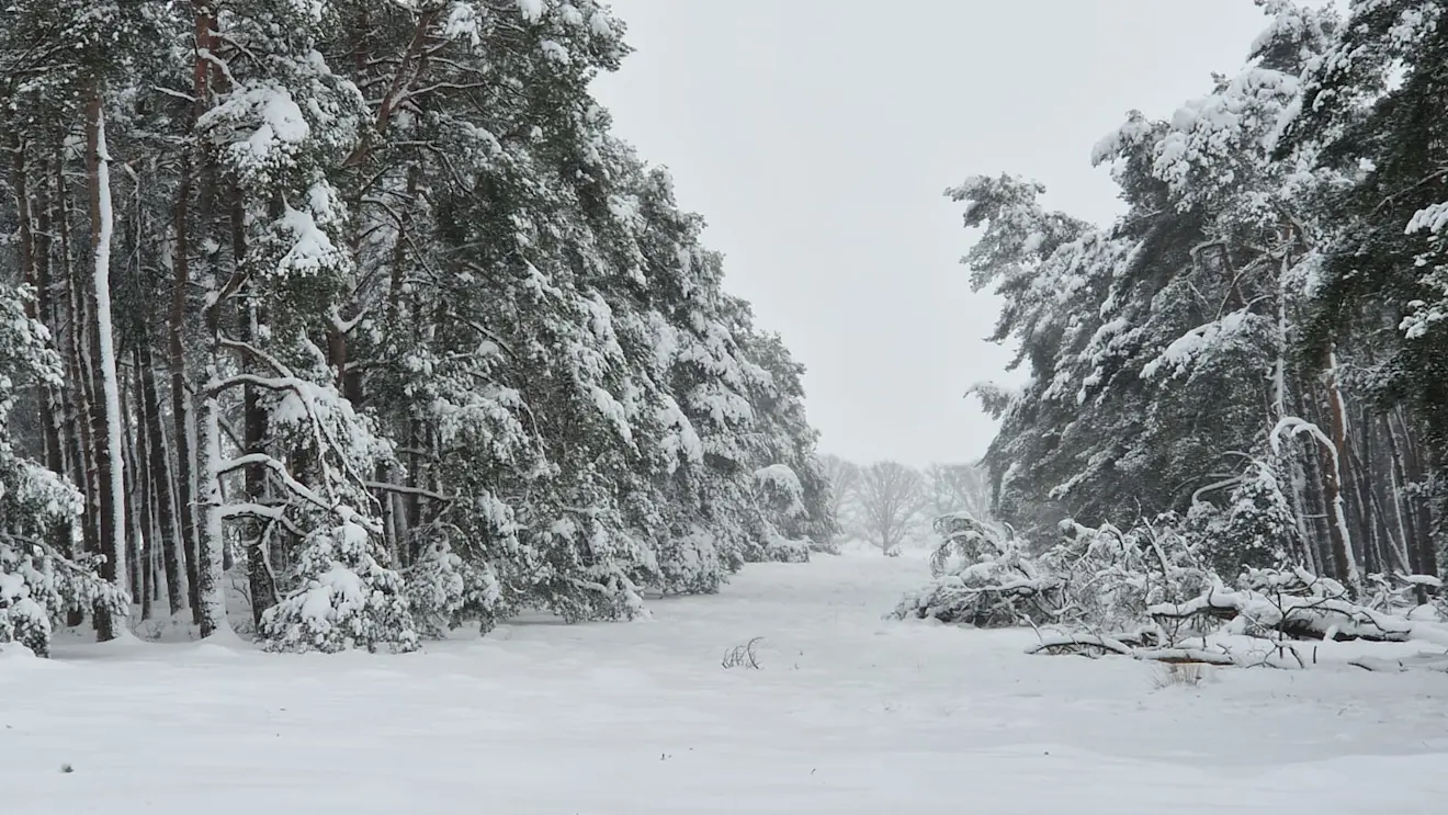 Een dikke sneeuwlaag in het Deelerwoud - Reinout van den Born