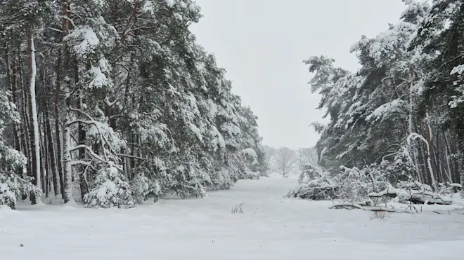 Een dikke sneeuwlaag in het Deelerwoud - Reinout van den Born
