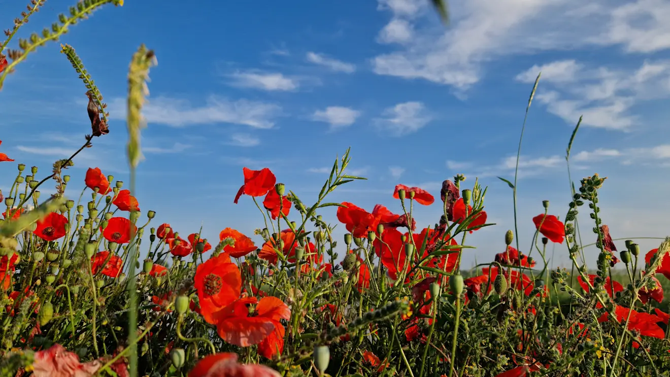 Klaprozen kleuren de natuur - Frans Alderse Baas