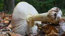 Herfst in Nederland - Henk Straatman