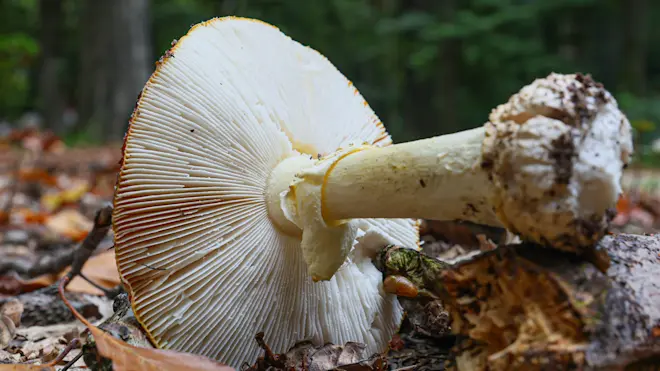 Herfst in Nederland - Henk Straatman