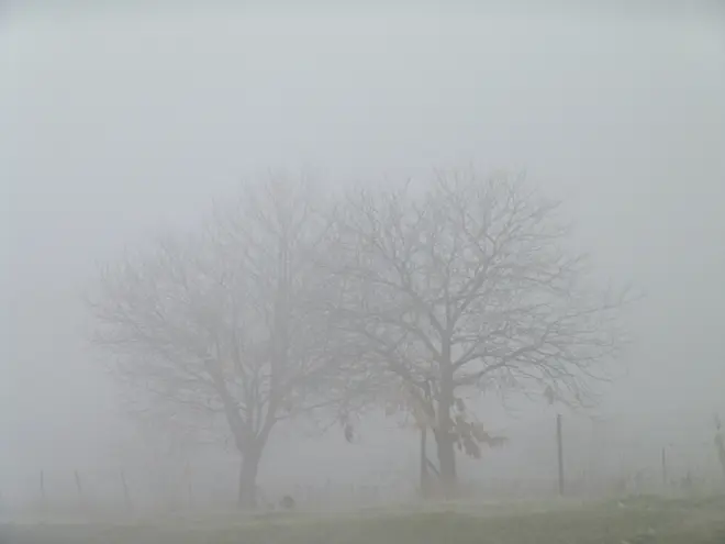 Bomen in dichte mist - Yann Richard