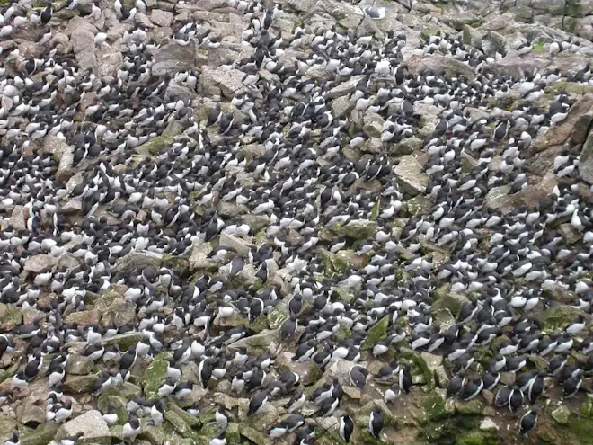 Een kolonie zeekoeten op een eiland in Californië - Duncan Wright