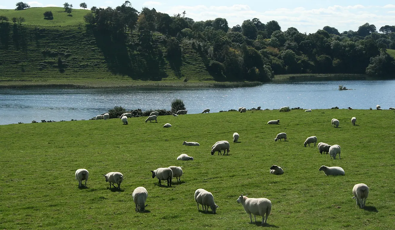 Lough Bane in Ierland, één van de meren in het land waarvan de waterstand tot historisch lage niveaus is gedaald - Wikipedia