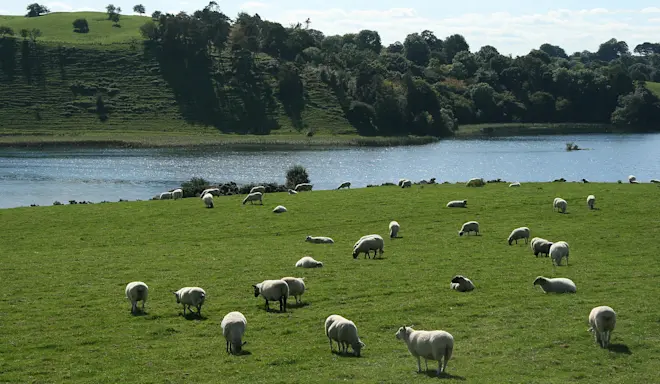 Lough Bane in Ierland, één van de meren in het land waarvan de waterstand tot historisch lage niveaus is gedaald - Wikipedia