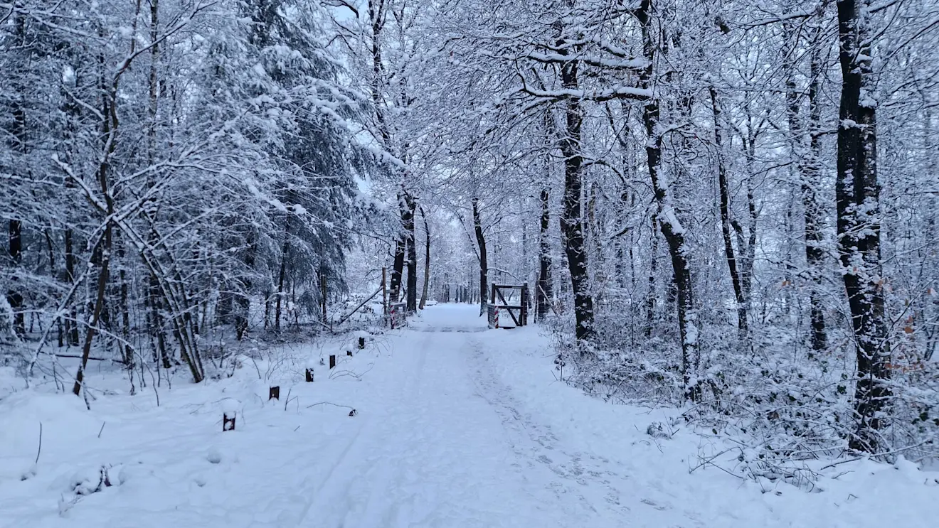 De ingang van het Deelerwoud bij Deelen - Reinout van den Born.