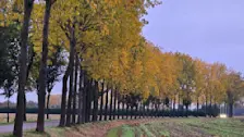 De dag begon op veel plaatsen grijs. Het zijn bladeren aan de bomen in herfsttooi die de natuur nog een beetje kleur geven - Nely van Frankenhuyzen.