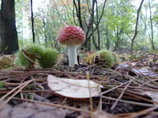 De herfst in Nederland is tot nu toe weinig spectaculair verlopen - Chris Meewis