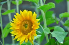 De zonnebloemen bloeien nog - Cynthia van Leusden