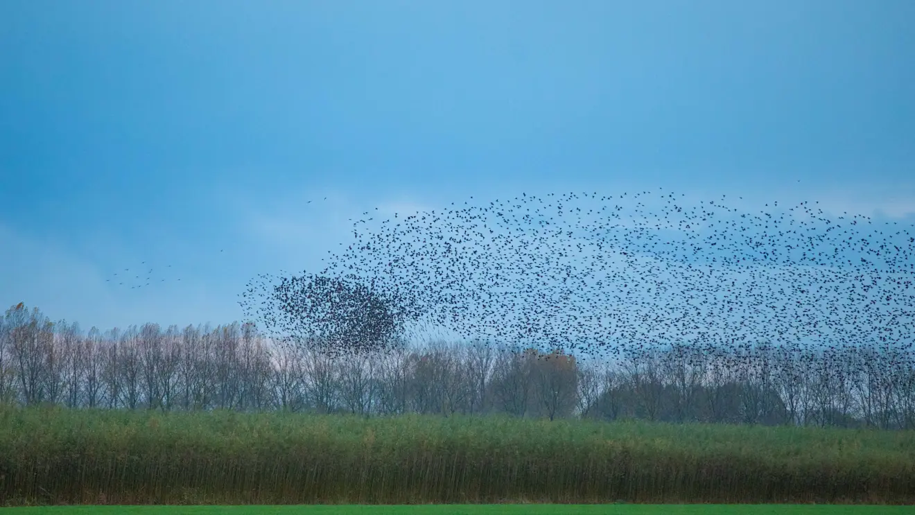 Wolken spelen de komende tijd een hoofdrol in het weer. Spreeuwenwolken waren er de afgelopen dagen ook, in de Betuwe - Ab Donker