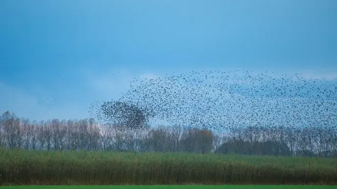 Wolken spelen de komende tijd een hoofdrol in het weer. Spreeuwenwolken waren er de afgelopen dagen ook, in de Betuwe - Ab Donker