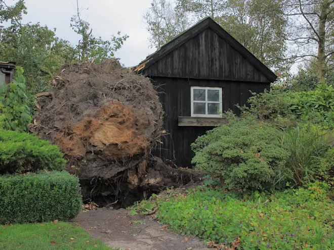 Een omgewaaide boom in Friesland, tijdens de storm van 28 oktober 2013 - Dominicus Johannes Bergsma