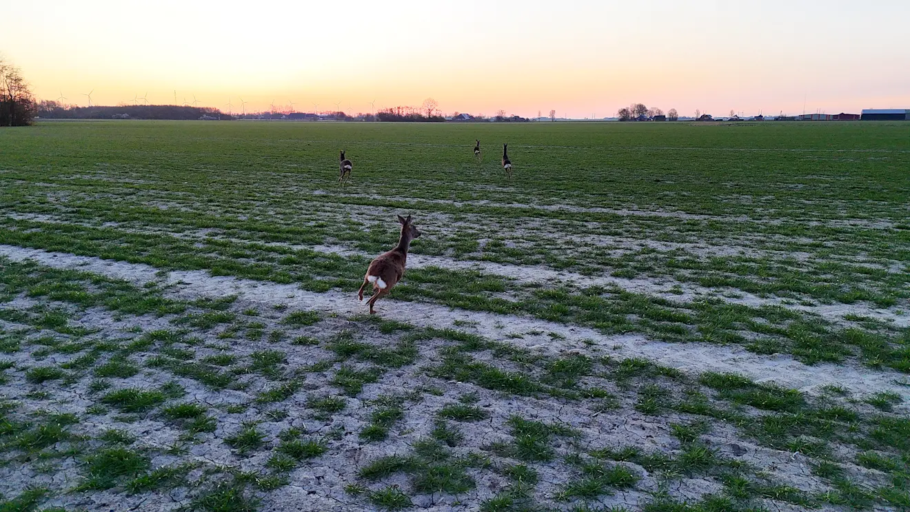Reeën hebben het naar hun zin op het droge land in Groningen - Jannes Wiersema