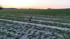 Reeën hebben het naar hun zin op het droge land in Groningen - Jannes Wiersema