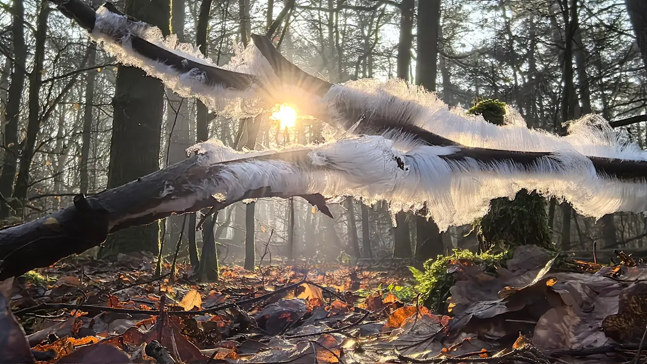 IJshaar - Ton de Brabander