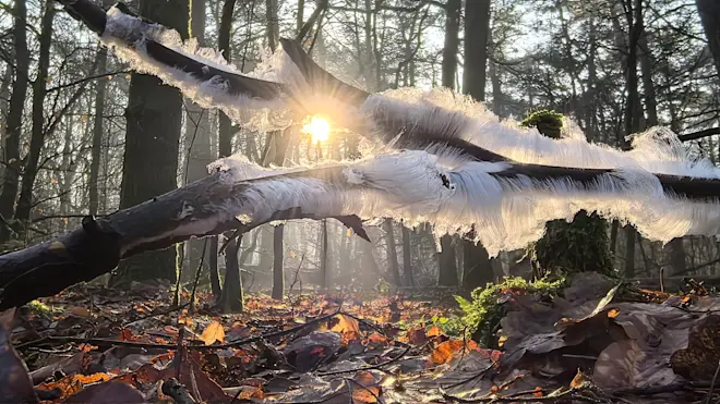 IJshaar - Ton de Brabander