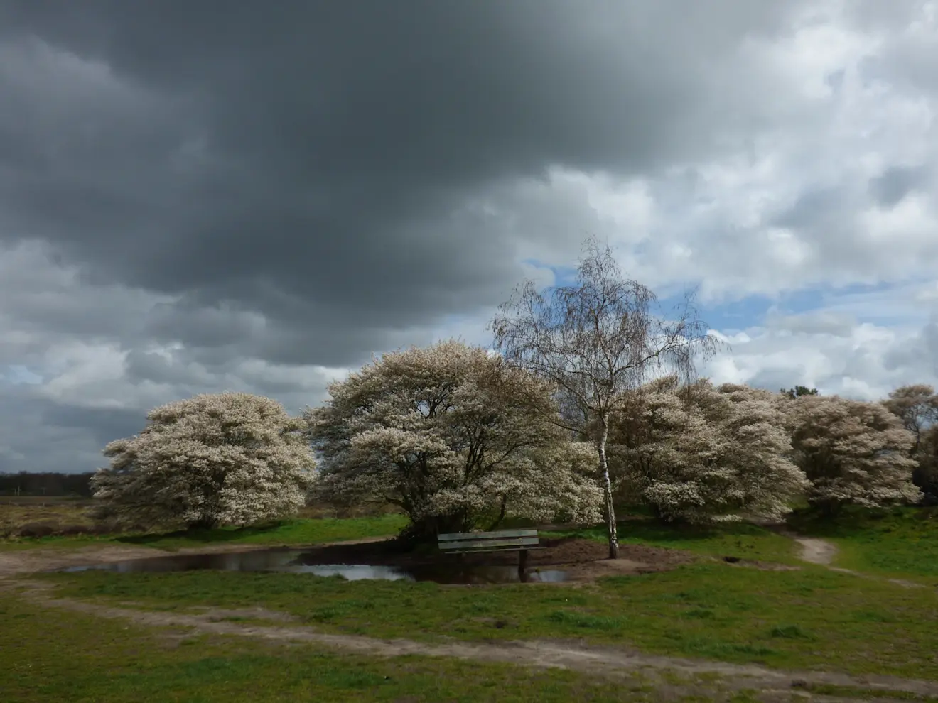 De bloei die laat zien dat het volop lente is - Chirs Meewis