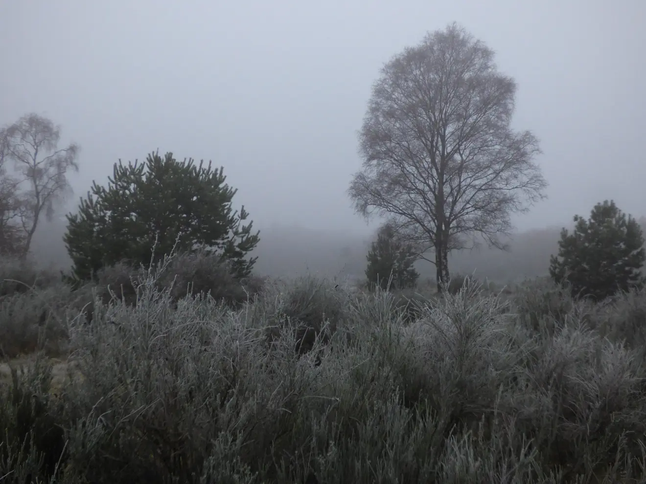Vanuit het noorden drong vanochtend vochtigere lucht het land binnen en kwam het tot mist met rijp, zoals hier in Zeewolde - Chris Meewis