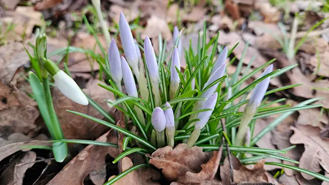 In het zachte deel van Nederland komen de krokussen alweer boven de grond - Nely van Frankenhuyzen