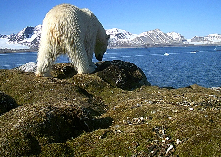 Een ijsbeer eet uit een nest op Spitsbergen - via Poolstation.nl