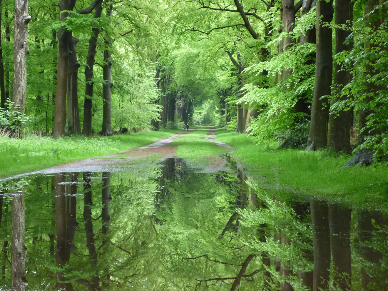 Grote plassen in het bos bij Hilversum - Chris Meewis