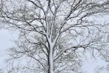 Ook in Beusichem kleurde de wereld door winterse buien een tijdje wit - Cynthia van Leusden