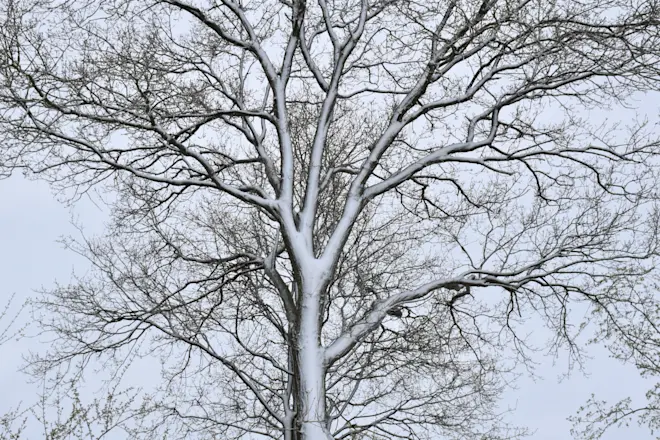 Ook in Beusichem kleurde de wereld door winterse buien een tijdje wit - Cynthia van Leusden