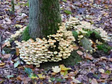 De herfst wordt steeds beter zichtbaar - Chris Meewis