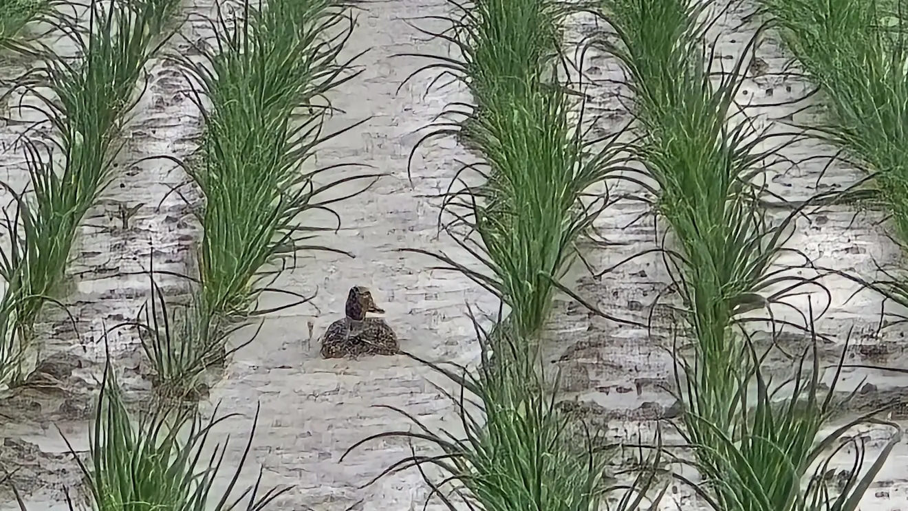 Alle eendjes zwemmen in het water, ook op het land - Jannes Wiersema