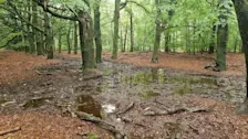Bomen met de voet in het water, ook op de Veluwezoom - Reinout van den Born