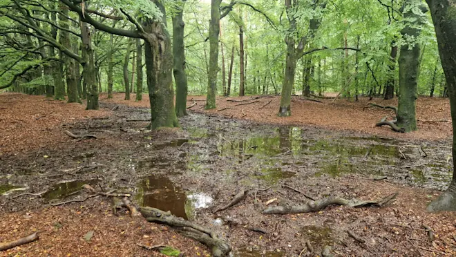 Bomen met de voet in het water, ook op de Veluwezoom - Reinout van den Born