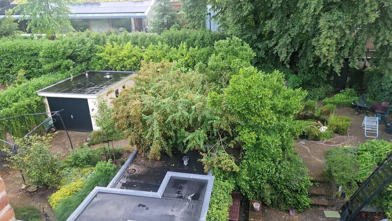 De struik links heeft een beste klap van de wind gekregen en hangt uit het lood. Daar moeten we wat aan doen - Reinout van den Born