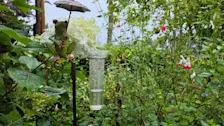 Regen - Nely van Frankenhuyzen