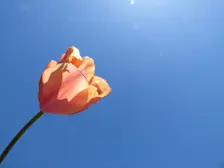Een tulp tegen de achtergrond van een staalblauwe lucht - Chris Meewis
