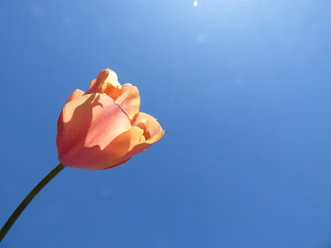 Een tulp tegen de achtergrond van een staalblauwe lucht - Chris Meewis