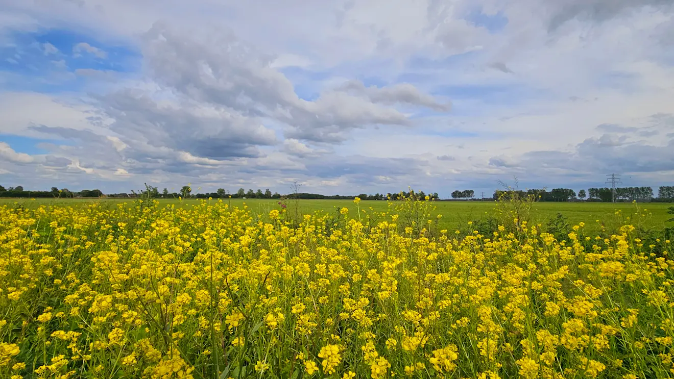De natuur in bloei - Nely van Frankenhuyzen