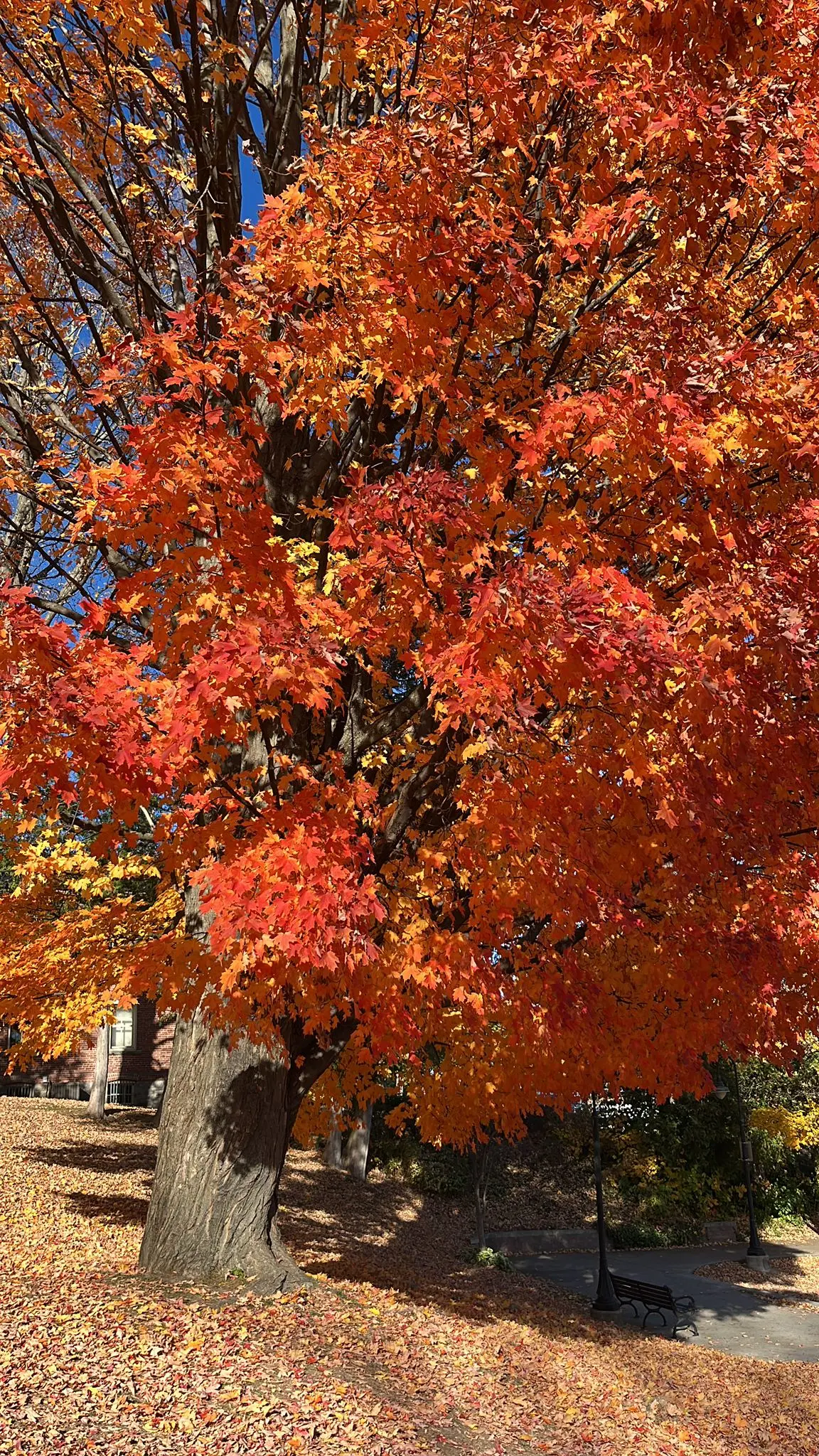 Indian Summer met het blad rood aan de bomen.